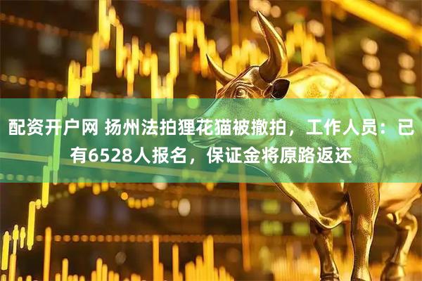 配资开户网 扬州法拍狸花猫被撤拍，工作人员：已有6528人报名，保证金将原路返还